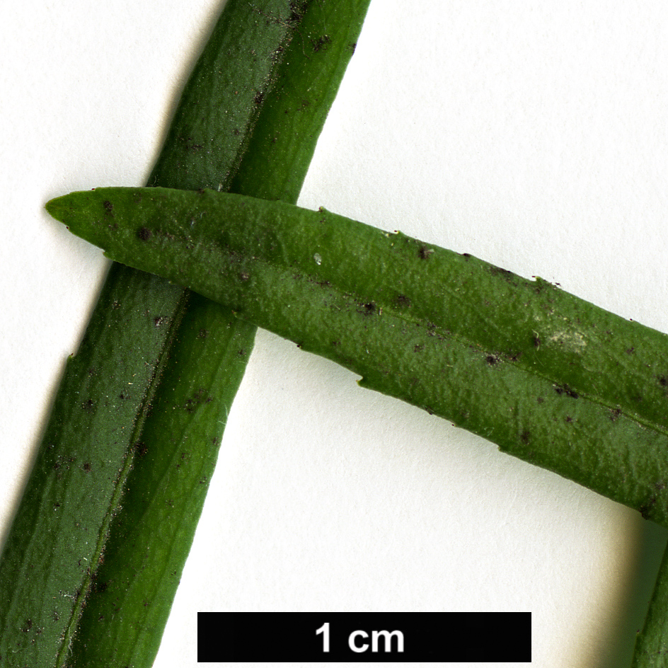 High resolution image: Family: Celastraceae - Genus: Euonymus - Taxon: nanus - SpeciesSub: var. turkestanicus